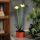 Szolár színes virág - 8 x 8 x 32 cm - 10 melegfehér LED - sárga