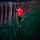 LED-es szolár tulipánlámpa - sárga / piros / rózsaszín - 31 cm - 24 db / kínáló
