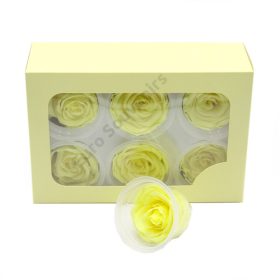 ÖRÖKRÓZSA 6 DB SÁRGA 5x6 cm