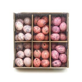 TOJÁS FÜRJ 60 db 1/60 3 cm 3 SZÍNBEN