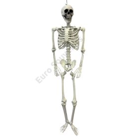 CSONTVÁZ 1/4 1,65 MÉTER