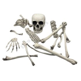 CSONTVÁZ 19 DB-OS 1/24 