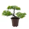 Műnövény dekoráció - bonsai fa - 25 x 9 cm